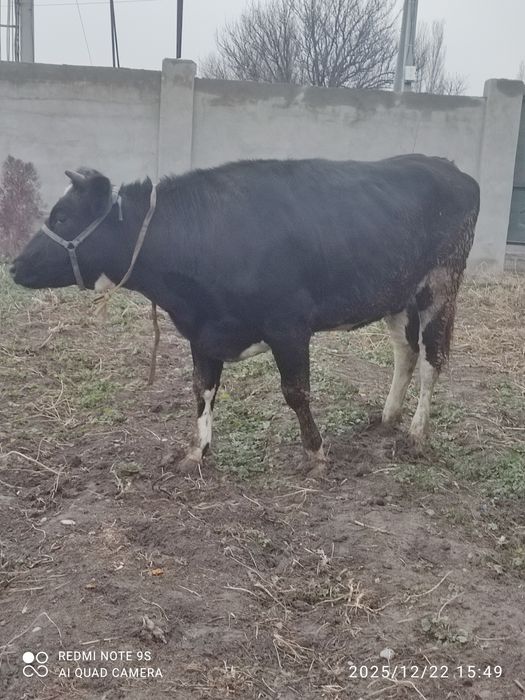 Сүті сиырдың бызауы сатылады