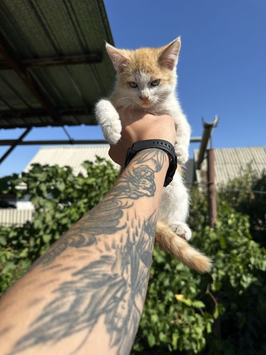 Отдам котят в добрые руки