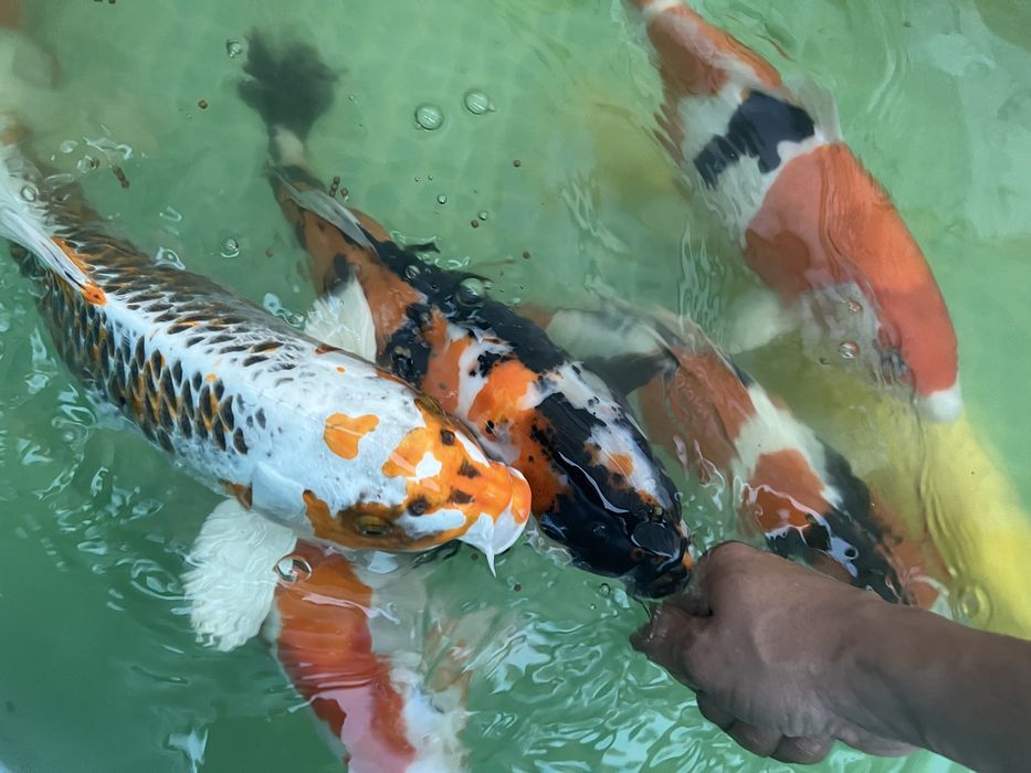 Кои рыба для пруда