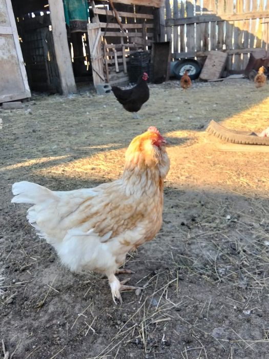 Продам курей крупных