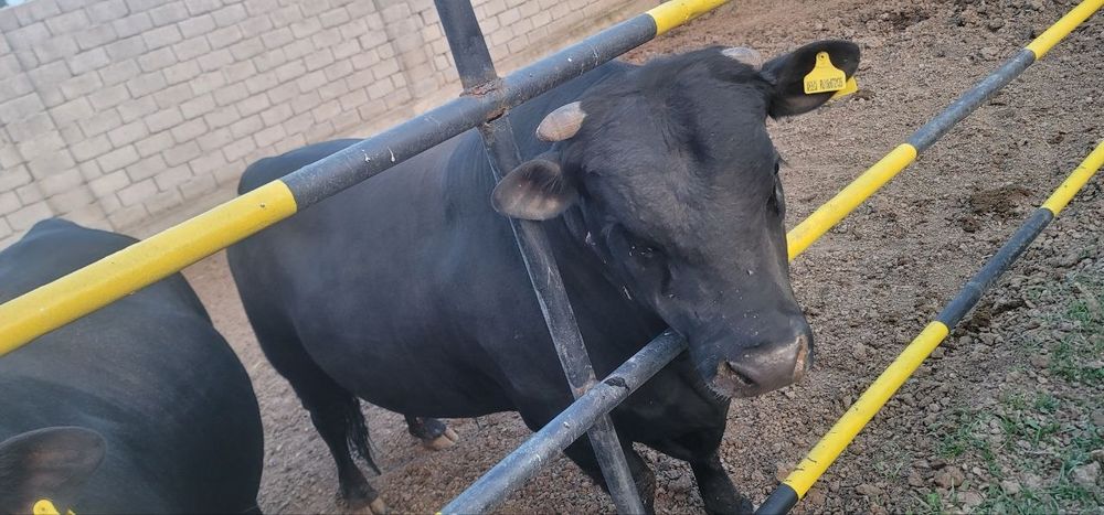 Buqalar sotiladi angus