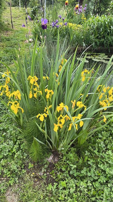 Plante de iaz iris galben, papura, pipirig, alisma