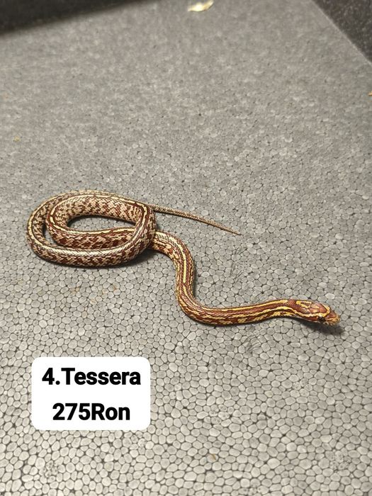 Sarpe Corn Snake (De Porumb)