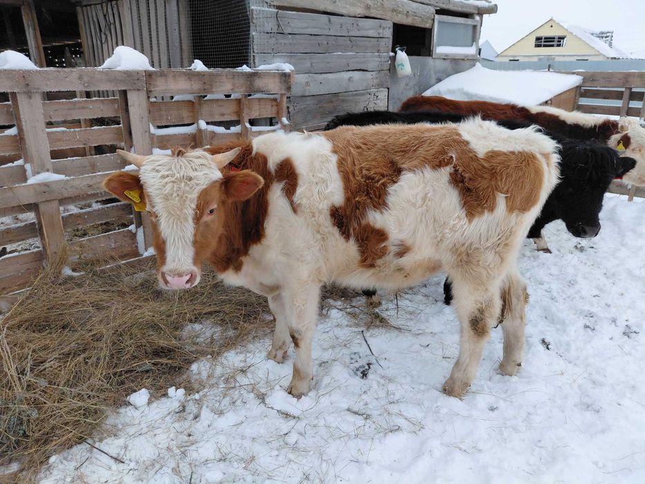 Продам коров и телят