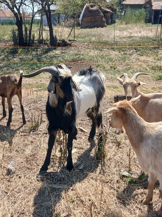 Țap mior de vânzare