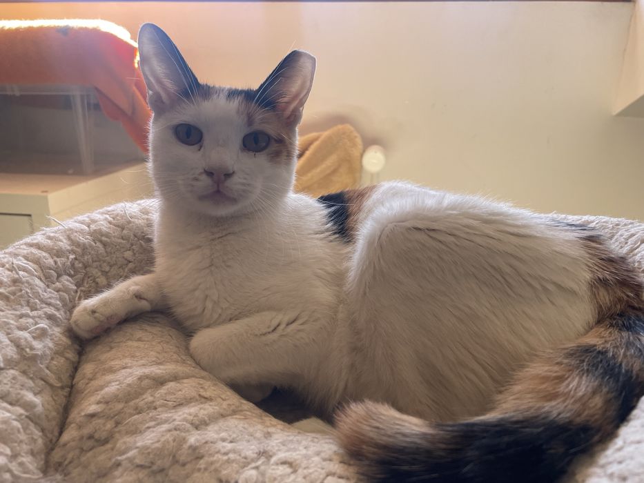 Adoptie pentru Pippa