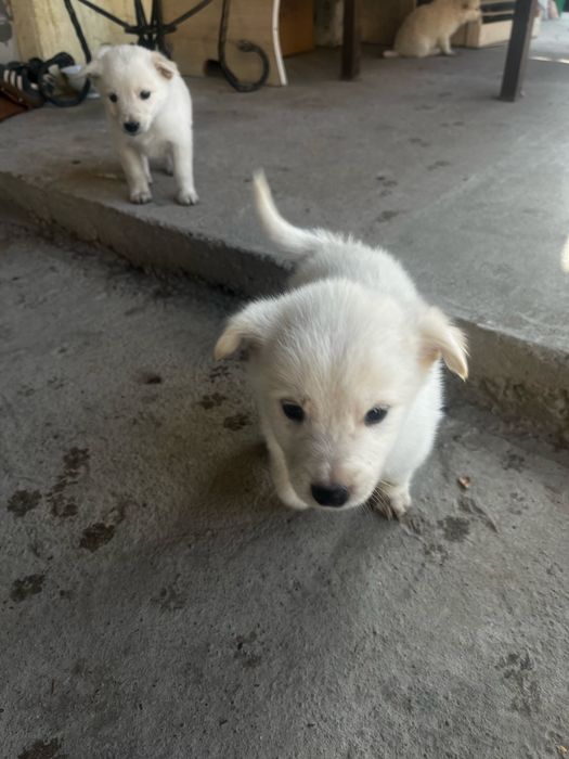 Отдам шенков в хорошие руки