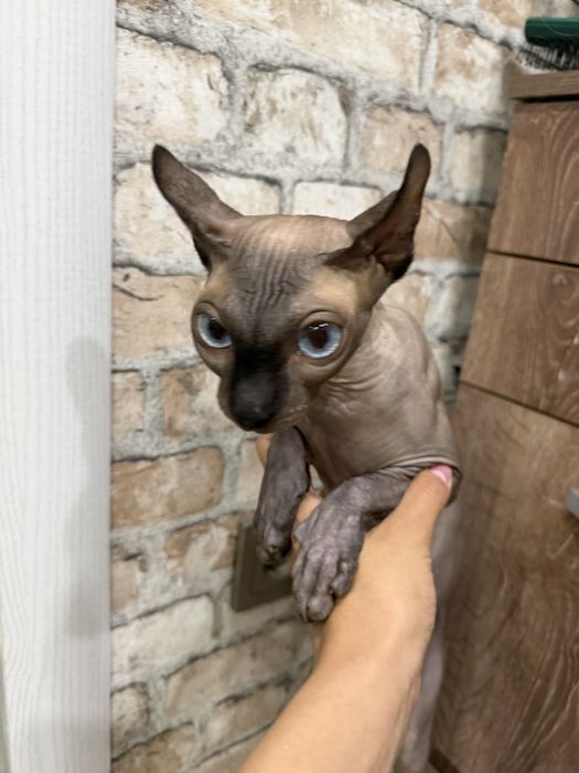 Отдам кошку сфинкс-эльф