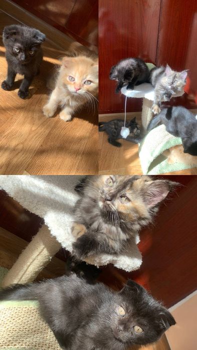 Продаются шикарные котята