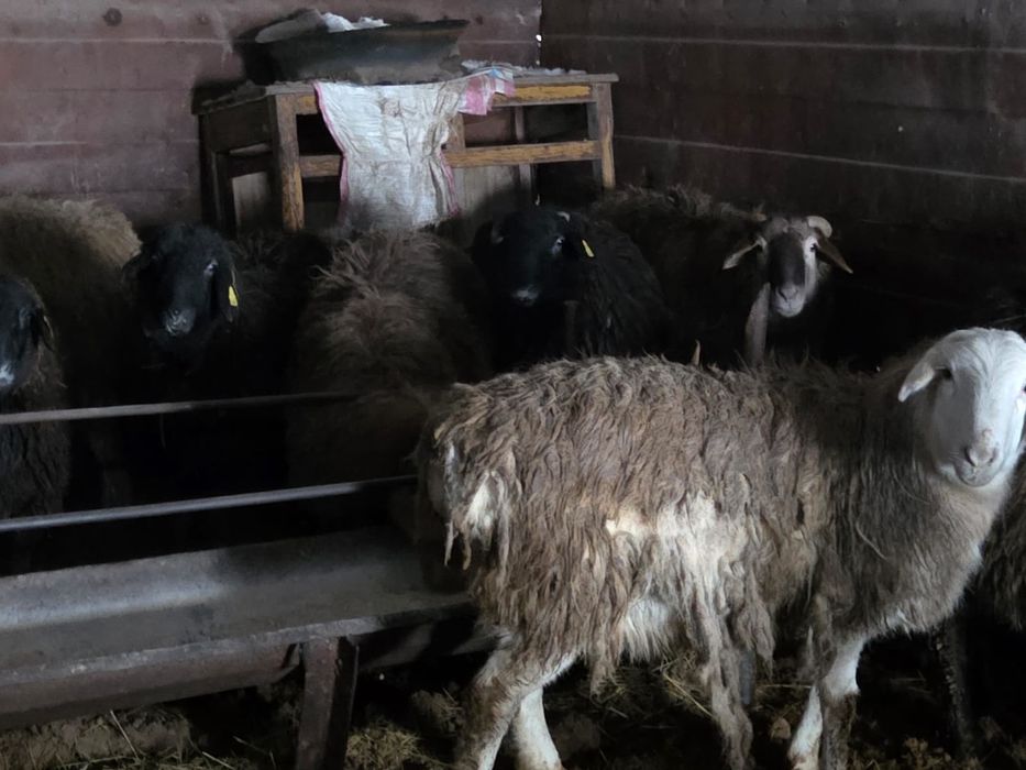 Продаются бараны