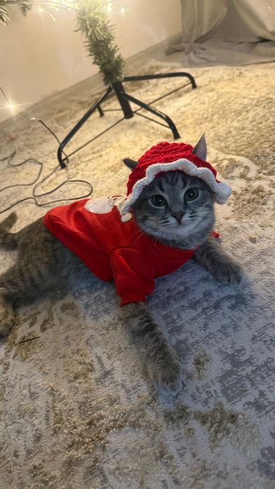 ищем кошечку для вязки