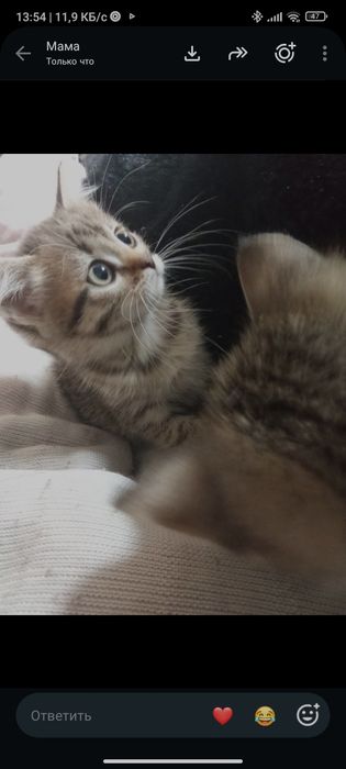 Отдаю котят бесплатно