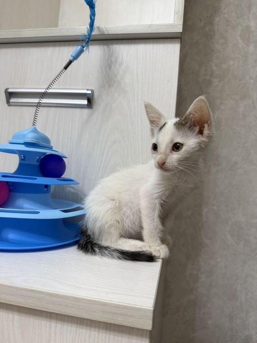 Пристратвается котенок в добрые руки