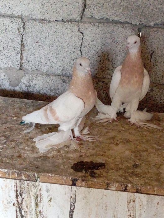Голуби животные птицы птицы