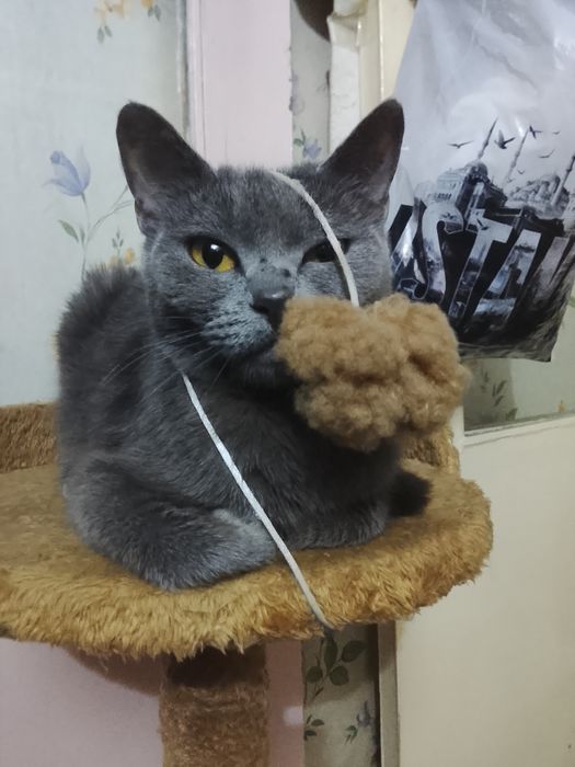 Срочно продается девочка скотыш страйт