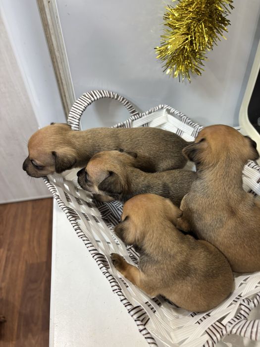 Мини тойтерьер  бронирование