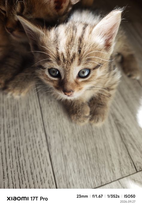 Котёнок девочка бесплатно