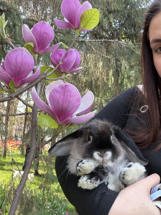 Iepuraș Pitic holland Lop/lop olandez