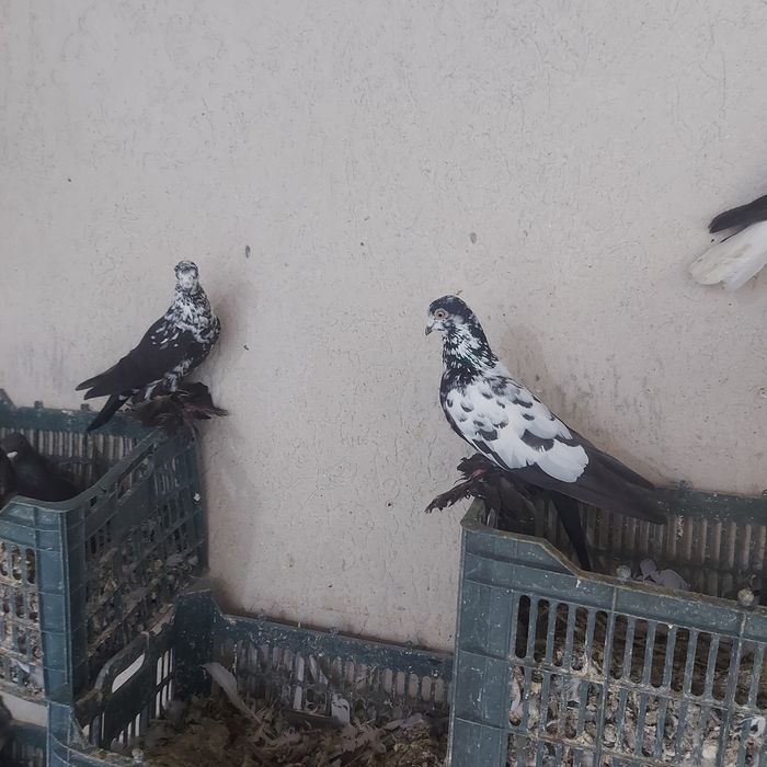 Соч лиси пара лет игра