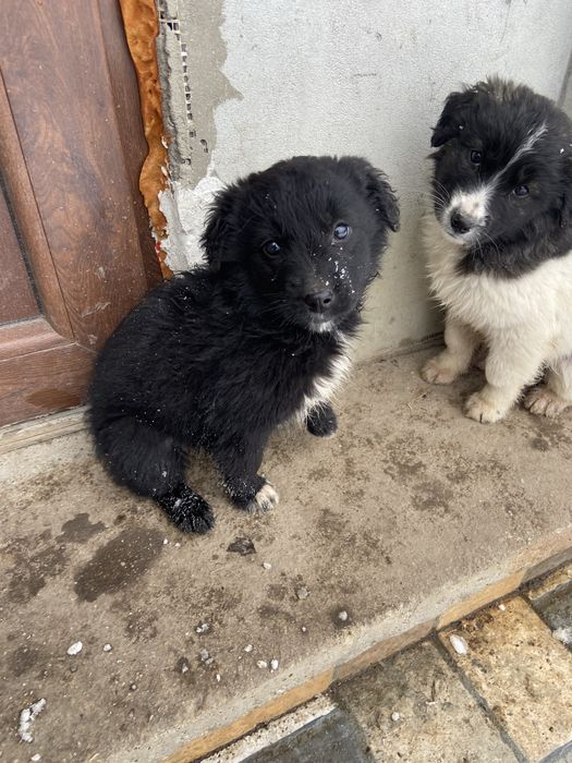 Cateluse  pentru adoptie