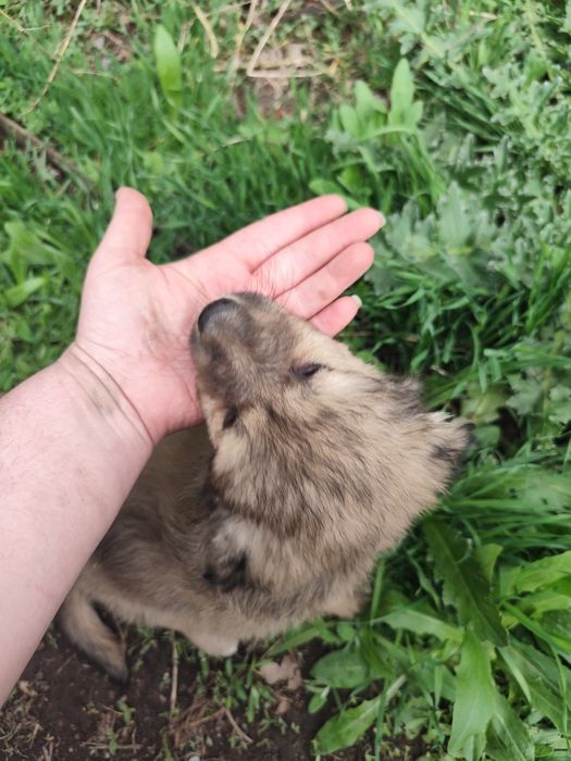 Щенок мальчик пёс собака кобель