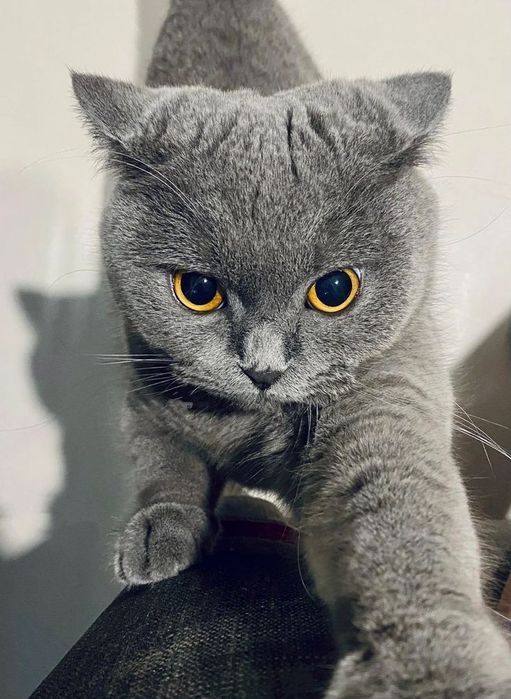 Бесплатно! Чистопородный британский Scottish stright