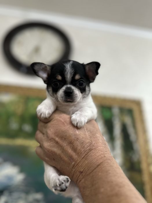 Красивый мальчик чихуахуа