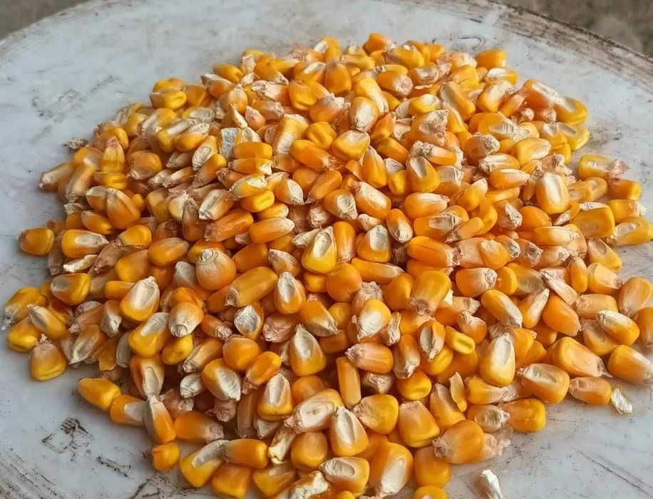 Vand porumb boabe recolta 2025