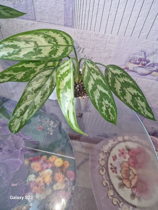 Цветы домашние, Аглаонема.