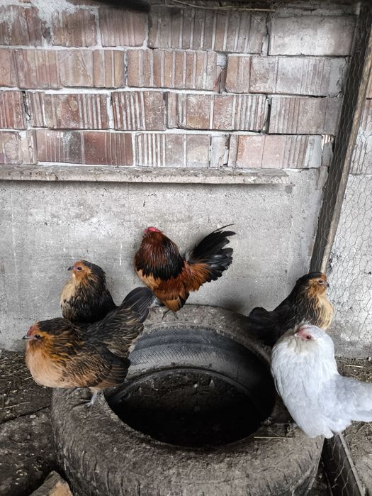 Oua de incubat Barboasa de Anvers