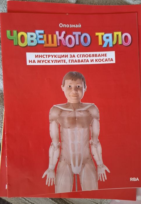 Скелет човешкото тяло и модел хранисмилателна система