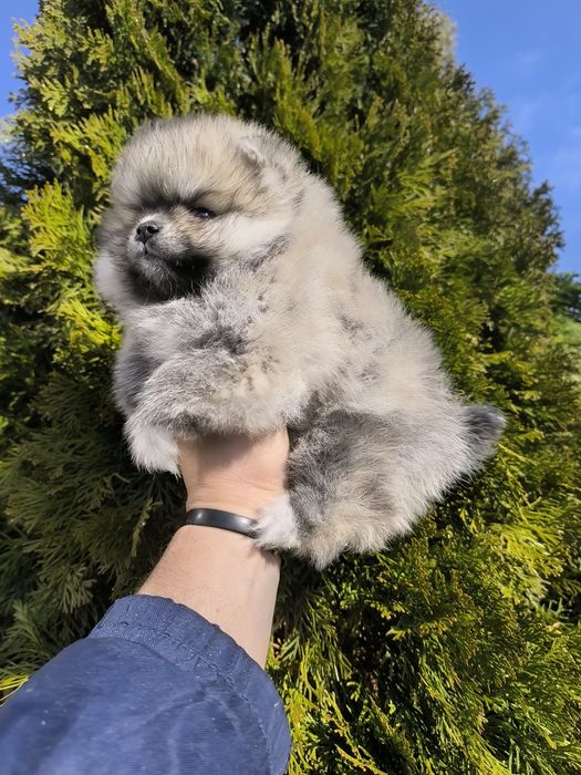 Померанчета мини,мини