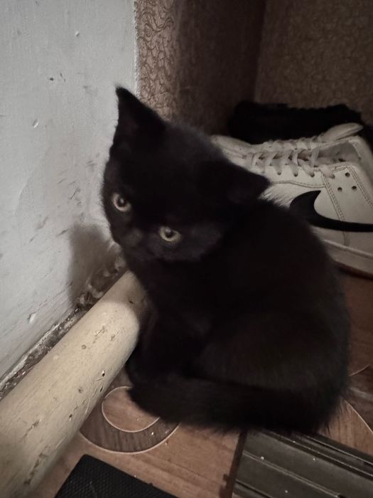 Продам котят девочка и мальчик