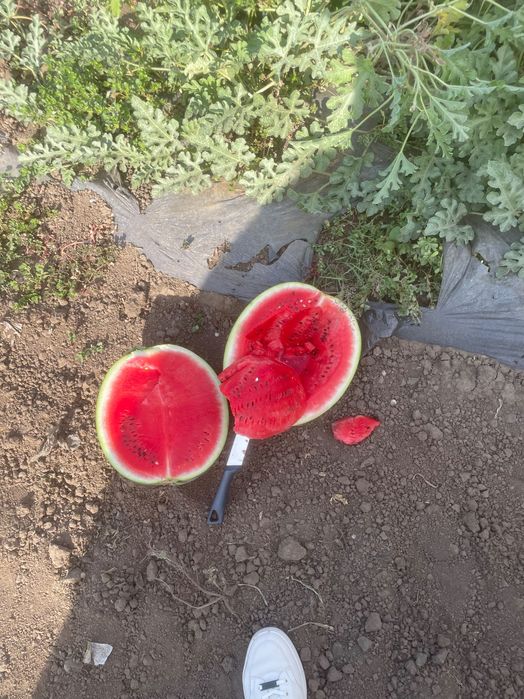 Vând pepeni verzi, marfă coaptă direct din câmp