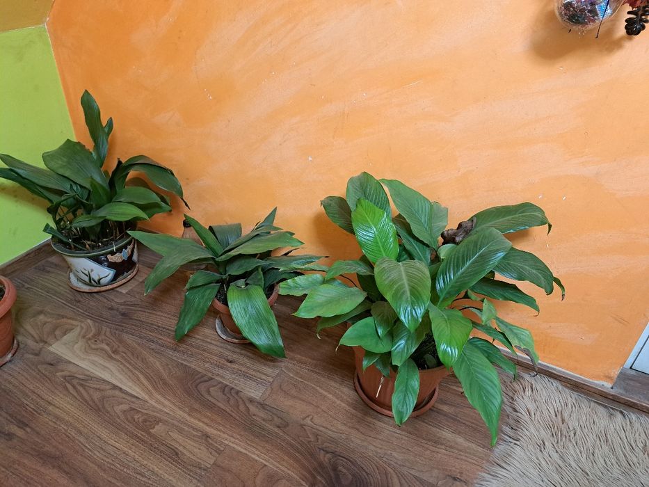 Бенджамин .Финикова палма Юка