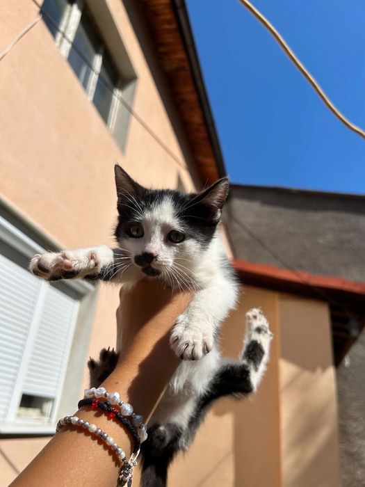 Подарявам котенца
