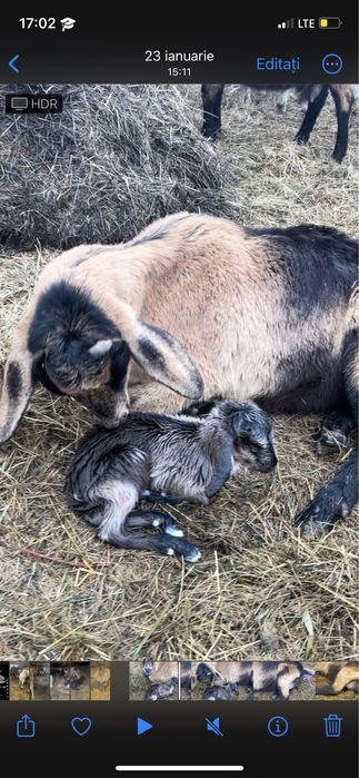 Capra cu ieduta metis anglo nubian