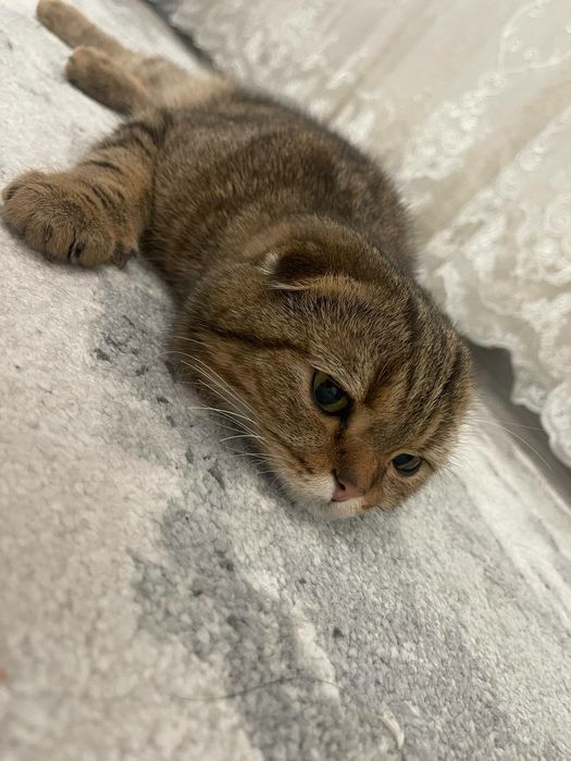 Pradayotsa koshka 7 meses