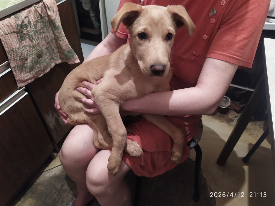 Срочно. Щенок ищет дом