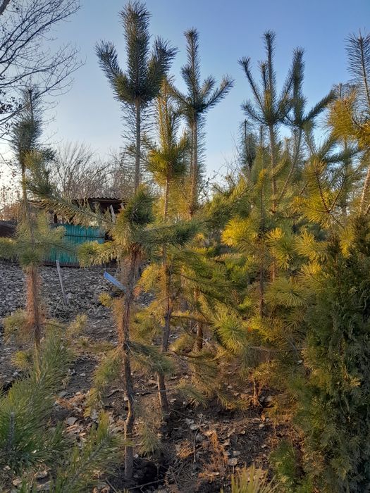Продам сосны ,,,