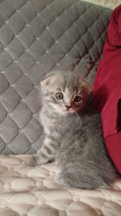 Котята фолды и страйт