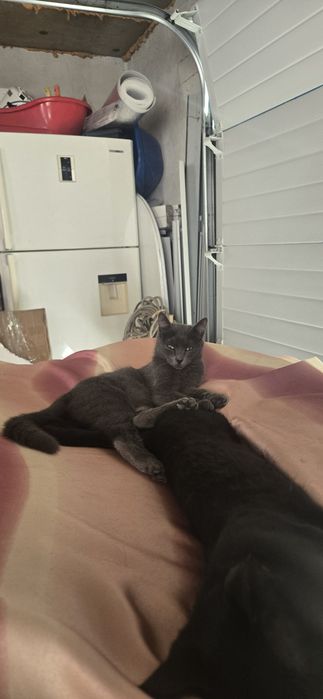 Отдадим кошку в добрые руки