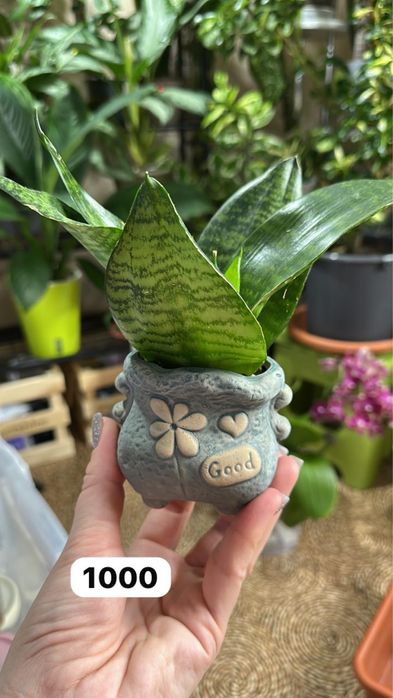 Комнатные растения