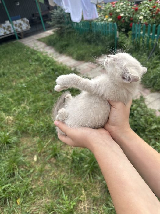Отдам Котят