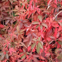 Vita de Vie Roșie (Canadiana )