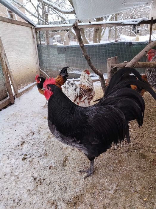 Cocosi din primăvară-vara 2025