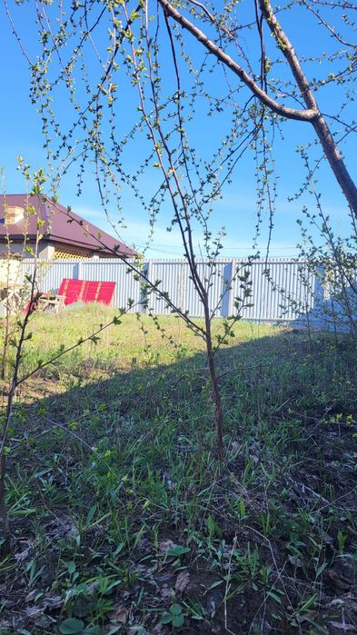 Саженец вишни,клубники