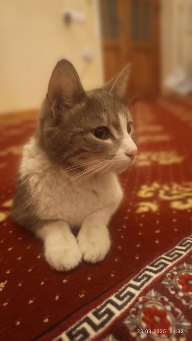 Домашние мушук йокимтой йош еркак йоки айол