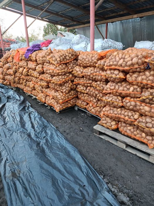 Vând cartofi pastarnac morcov en gros Vanatori  calitate foarte buna