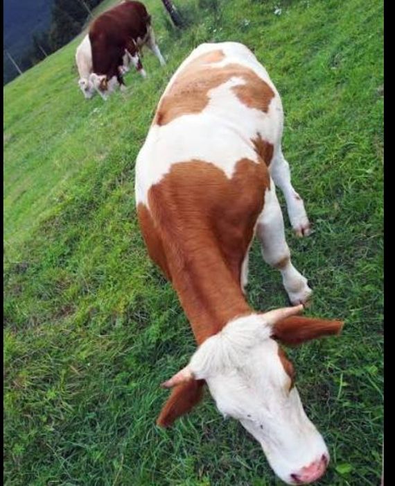 Vând vaci 50 de lei două